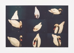 "White Swan" (1999) by Kiki Smith 